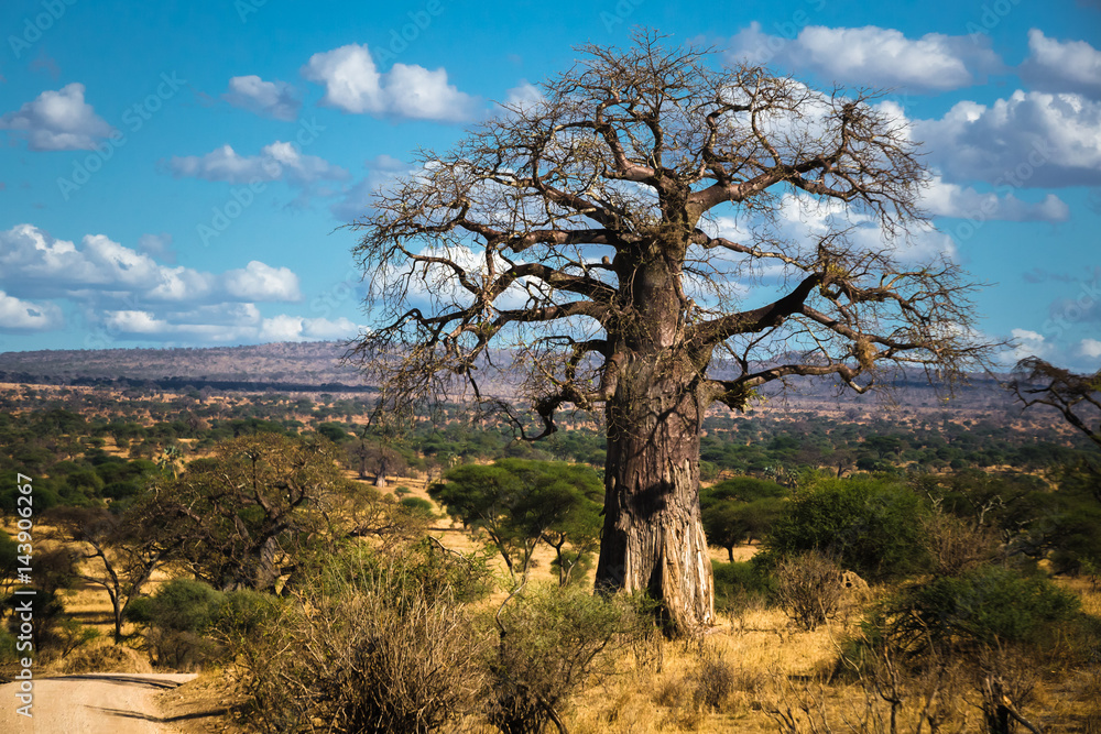 Obraz premium Baobab