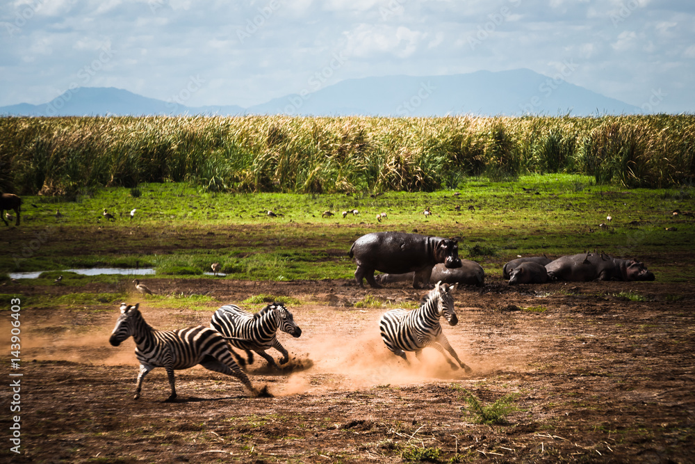 Fototapeta premium Zebras