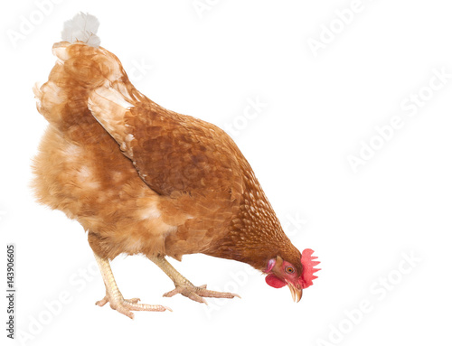 close up full body of chicken hen eating food isolate white background for livestock and farm animals theme