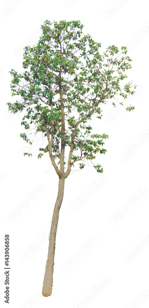 The tree branch isolated on white background The tree branch isolated on white background