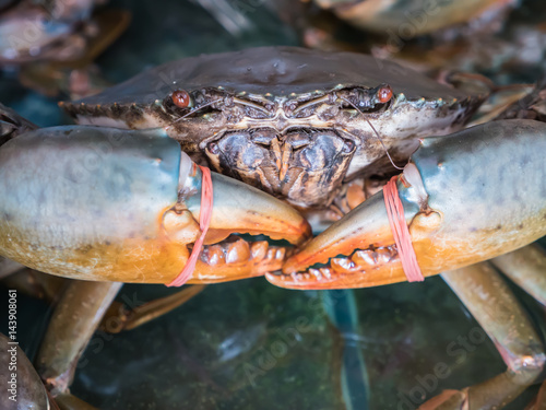 Giant mud crab in market