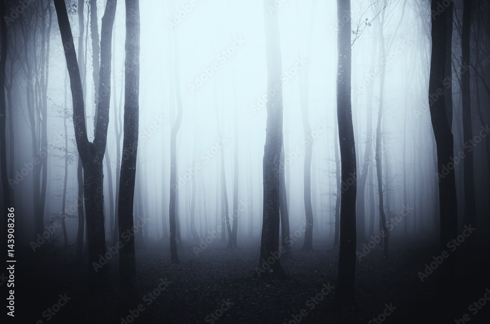 Naklejka premium dark gloomy woods background