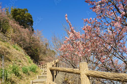 Early cherry blossoms blooming on the Satta Pass Promenade