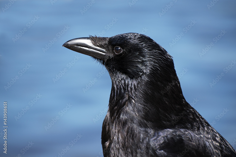 Fototapeta premium Carrion crow (corvus corone) headshot portrait against a blue background