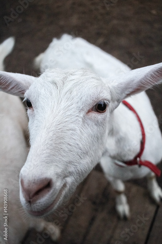nanny-goat