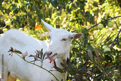 nanny-goat