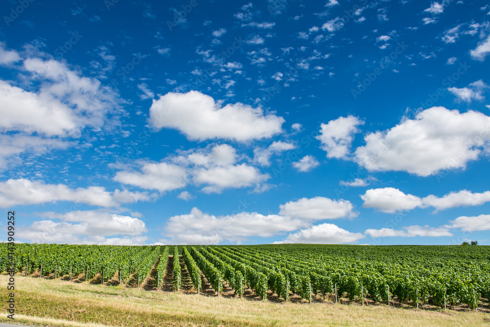 Vineyard landscape in France