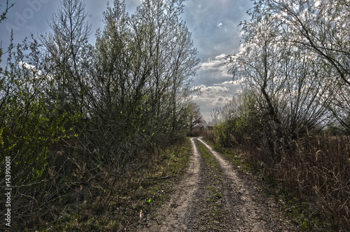 Leśna droga. 