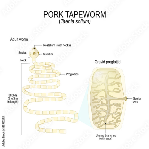 Structure of Taenia Solium