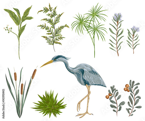 Heron bird and swamp plants. Marsh flora and fauna. Isolated elements Vintage hand drawn vector illustration in watercolor style photo