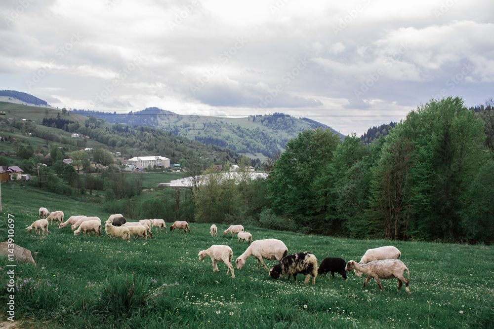 Morning mountain sheep pasture