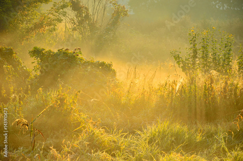 Jesienna łąka w mglisty poranek. photo