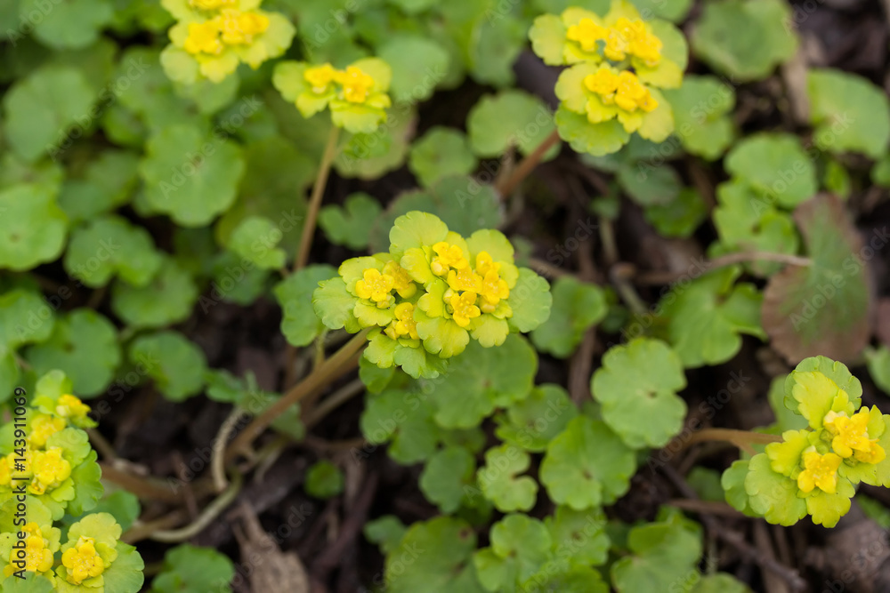 Chrysosplenium alternifolium (alternate-leaved golden-saxifrage) Chrysosplenium alternifolium (alternate-leaved golden-saxifrage)