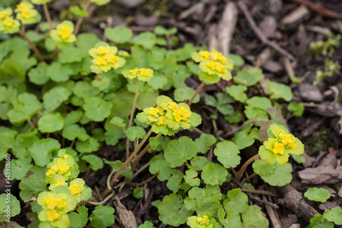 Chrysosplenium alternifolium  alternate-leaved golden-saxifrage 