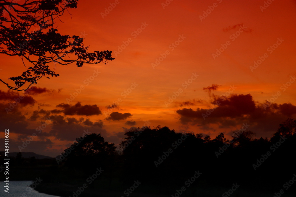tree and branch silhouette  at sunset in sky beautiful landscape