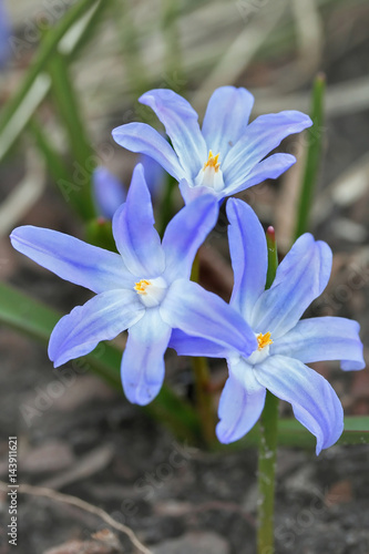 Chionodoxa luciliae  Scilla luciliae  flowers