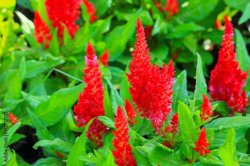 red plumed cockscomb flower or Celosia argentea beautiful in the garden. photo