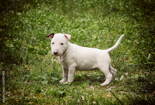 Quadro su tela Portrait of a Bull Terrier puppy dog