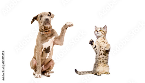 Pit bull puppy and a kitten playing together isolated on white background