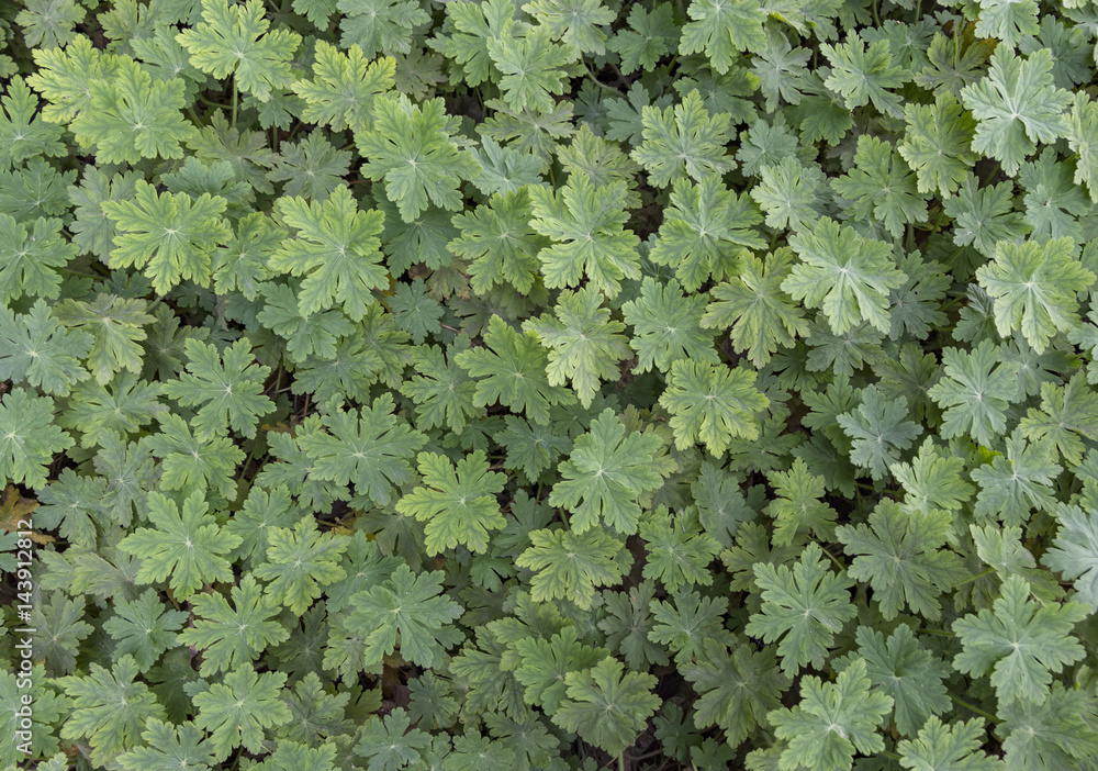 Many geranium leaves as a background Many geranium leaves as a background
