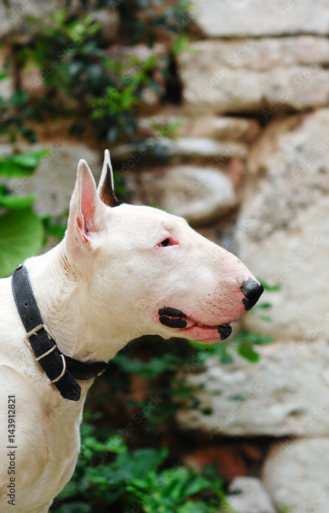 Portrait of a white Bull Terrier dog