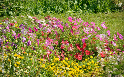 Fototapeta Naklejka Na Ścianę i Meble -  Tobacco flowers in garden