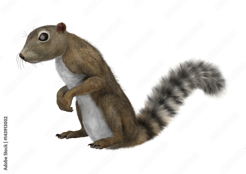 Obraz premium 3D Rendering Gambian Sun Squirrel on White