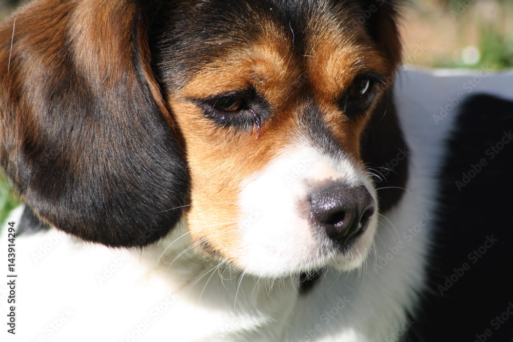 Beaglier Beaglier