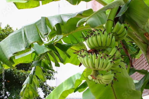 banana raw with a bunch on the tree