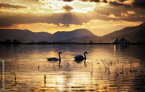 Swans on lake during sunset