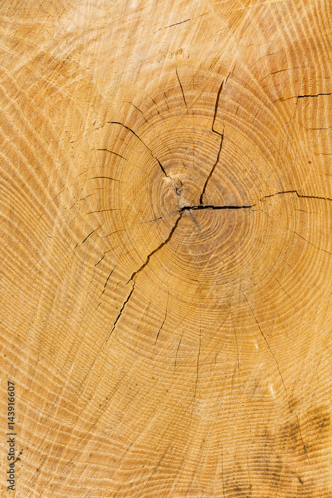 Naklejka premium Hintergrund aus Holz mit Astloch und Jahresringen