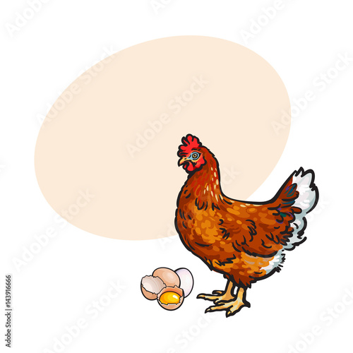 Hand drawn brown hen, chicken and eggs - whole and broken in half with yolk inside, sketch style vector illustrationwith space for textHand drawn illustration of chicken, hen, eggs
