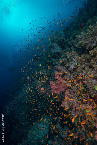 School of fish by corals, Red Sea, Marsa Alam, Egypt