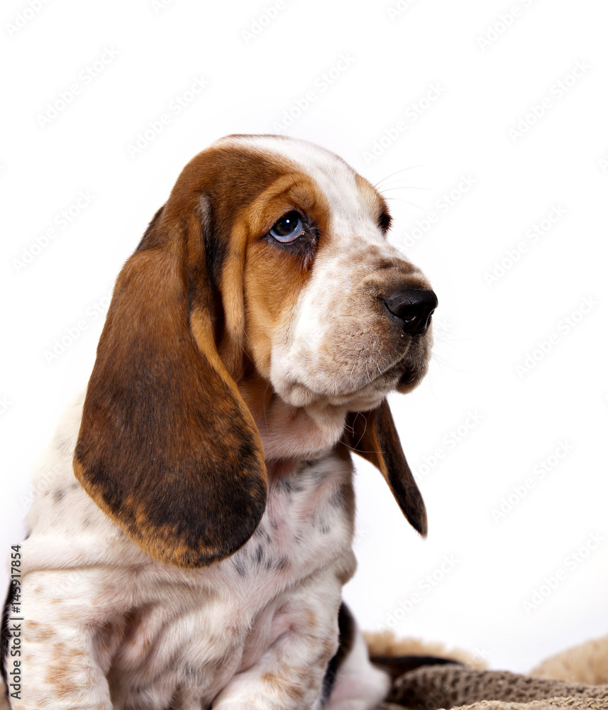 Basset hound puppy sits on a white background