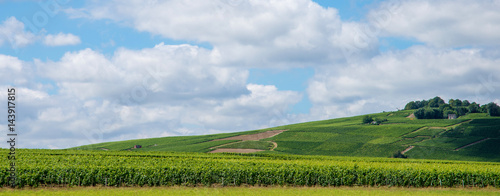 Vineyard landscape in France © artjazz