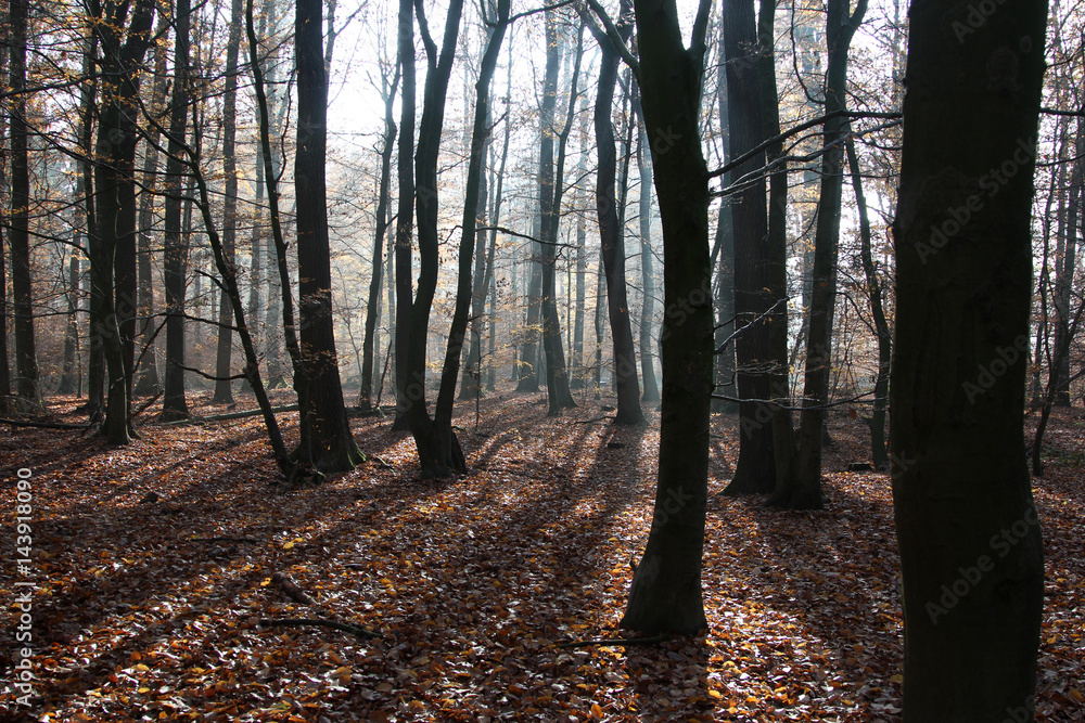 Obraz premium Greenpeace Waldcamp Goettingen.Solling, noerdlich Bad Karlshafen