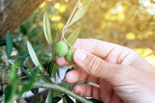 Farmer hand picking fresh green olive fruit from tree branch