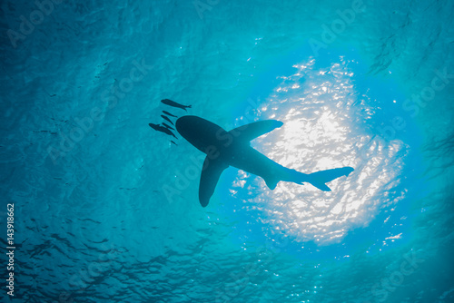 White tip shark (Carcharhinus longimanus) swimming with small fish, low angle view, underwater view, Brothers island, Egypt