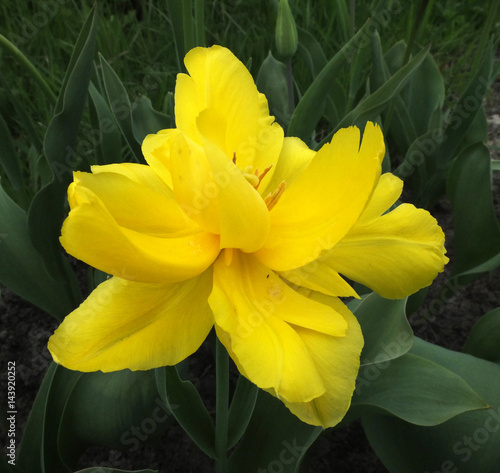 The yellow double narcissus in the spring garden photo