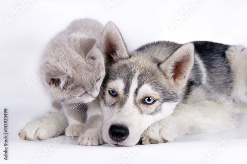 Siberian husky puppy together with brittish kitten