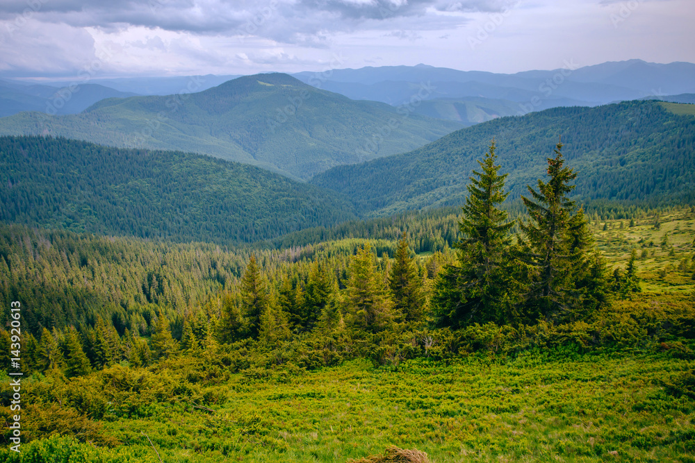 texture of coniferous trees. Mountain valley landscape. Summer time.