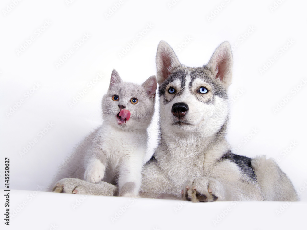 Siberian husky puppy together with brittish kitten Siberian husky puppy together with brittish kitten