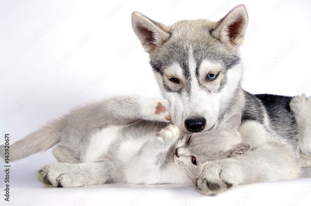 Siberian husky puppy together with brittish kitten