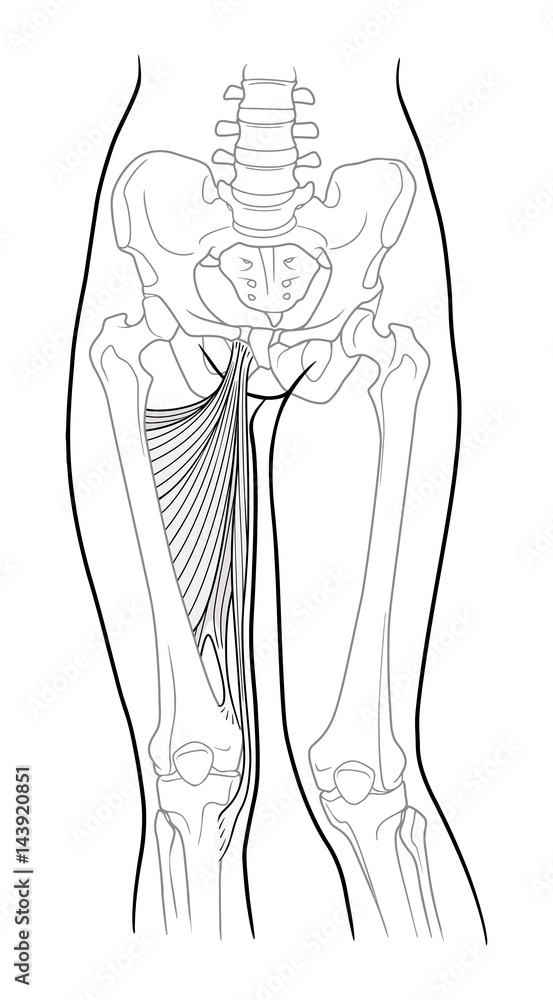 Adductor hamstrings: large and small adductor muscle, short and long adductor muscle and thin hip thigh. Front view. Vector. Isolated on white backgroundVector. Isolated on white background Adductor hamstrings: large and small adductor muscle, short and long adductor muscle and thin hip thigh. Front view. Vector. Isolated on white backgroundVector. Isolated on white background