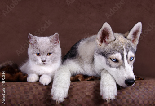 Siberian husky puppy together with brittish kitten
