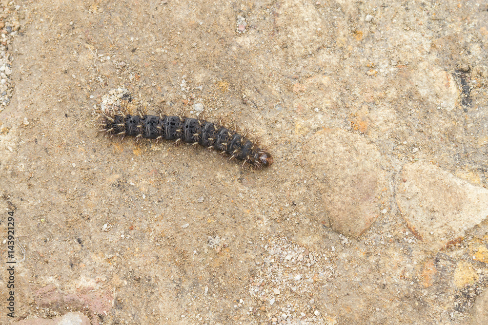Centipede from Rio Grande do Sul Centipede from Rio Grande do Sul