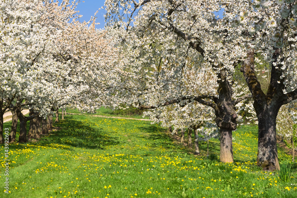 Obraz premium Kirschblüte in Wiesbaden