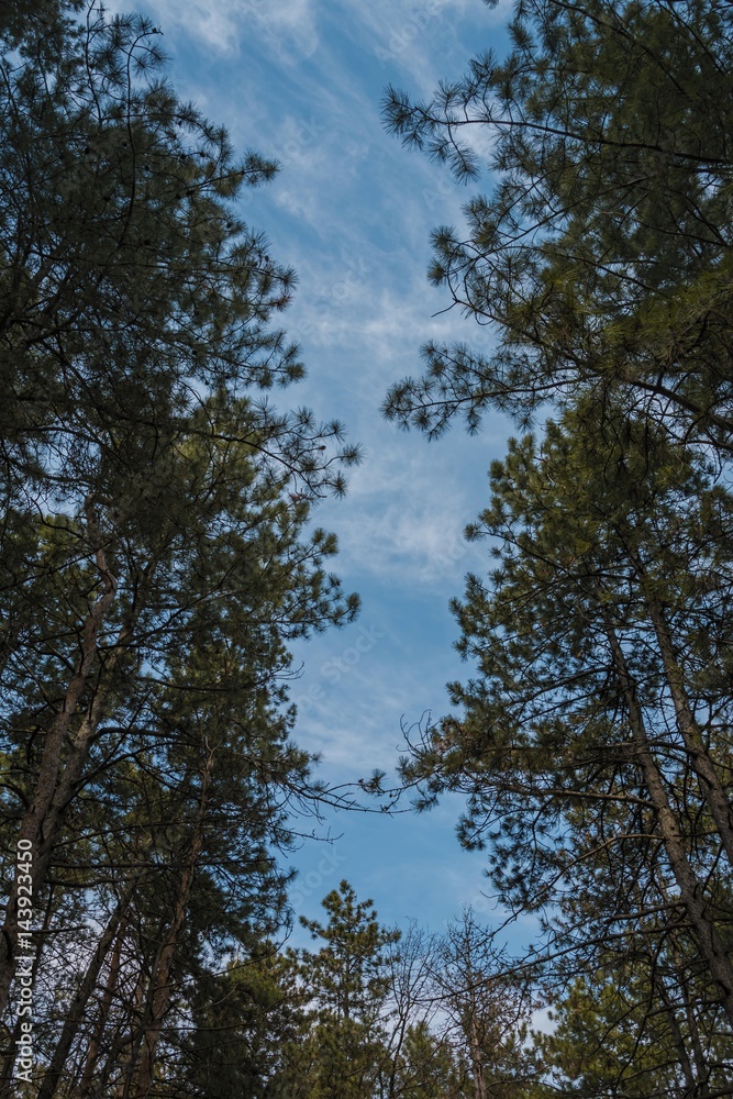 Bottom view of tall old trees in evergreen pine forest. Scenic view. Bottom view of tall old trees in evergreen pine forest. Scenic view.