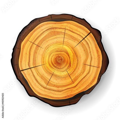 Cross Section Tree Wooden Stump Vector. Trunk Stump. Isolated Illustration.