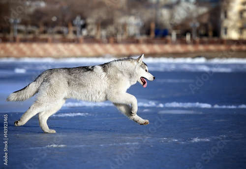 Running siberian husky